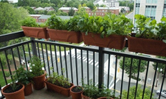 <b>阳台上面能够种菜吗？阳台菜园子，小知识解密</b>